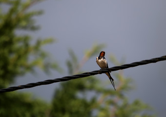 hirondelle rustique