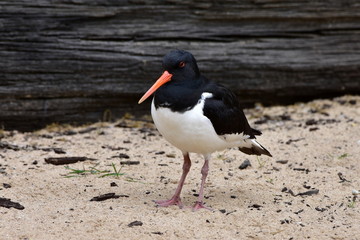 Eurasian oystercatcher Haematopus Ostralegus