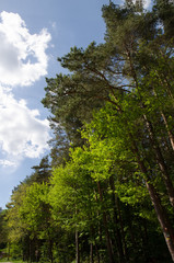 Fototapeta premium waldlichtung
