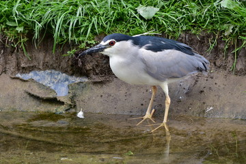 Black-crowned night heron