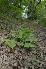 farn wächst auf waldboden