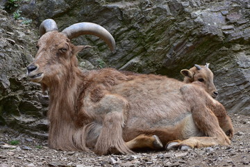 West Caucasian tur Capra caucasica 