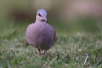 Turtle dove, Streptopelia turtur, Single bird in grass. The natural scenery of Slovakia, Europe. Wildlife.