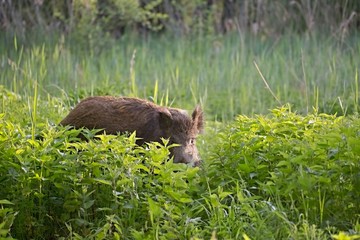 Wild boar - Sus scrofa. Wilderness. Walking in nature still life, marsh. Dense forest trees, reeds and grass, wild landscape. The natural scenery of Slovakia, Europe. Wildlife.