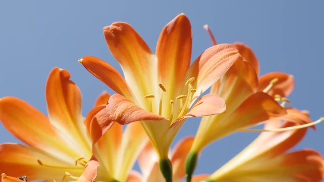 Shallow DOF orange flowering natal lily plant 4K 2160p 30fps UltraHD footage - Close-up of Clivia miniata against blue sky 3840X2160 UHD video