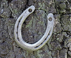 Hufeisen hängt an Baumrinde