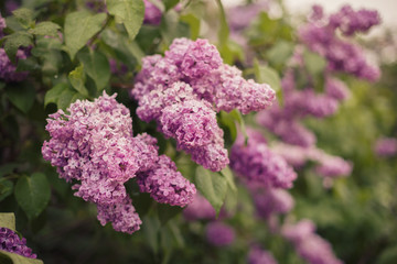 Lilac that blooms in the park in the raining day