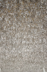 Silver leaf