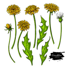 Obraz premium Dandelion flower vector drawing set. Isolated wild plant and leaves.