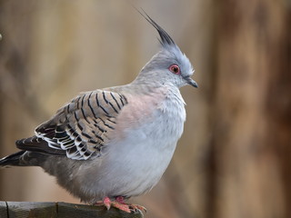 crested pigeon