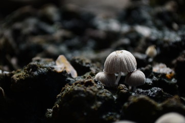 mushroom 2