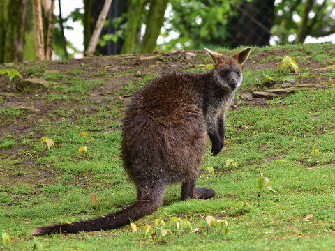 wallaby bicolor