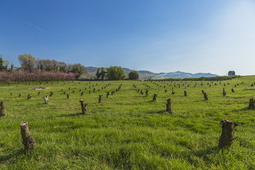 Cherry trees being cut down in countryside
