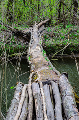 Trunk of the tree using as a bridge across river