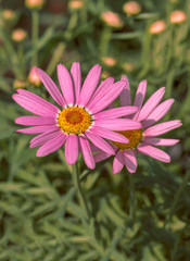 The beautiful Flowers in a flower greenhouse