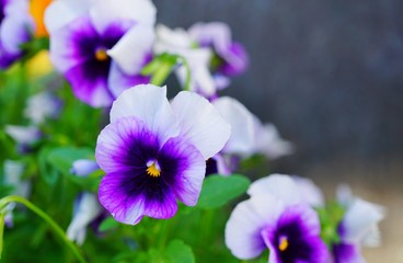 White and purple pansy violet flowers © eqroy