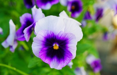 White and purple pansy violet flowers