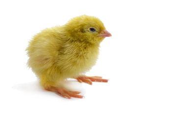 Baby of quail after hatching. Domesticated quails are important agriculture poultry