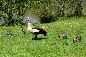 Nilgans mit Küken