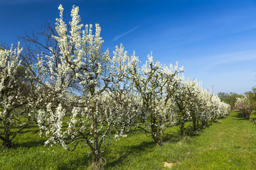 Cherry trees filled with flowers in a garden