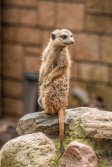 Suricates in zoo
