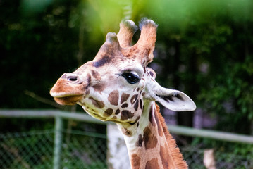 GIraffe in zoo