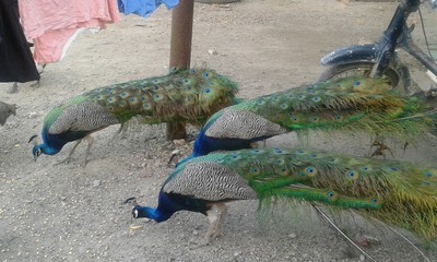 Pavo real