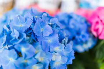 Light pale blue hydrangea flowers macro closeup with bokeh