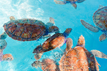 Sea turtles looking from the water in the reserve - obrazy, fototapety, plakaty