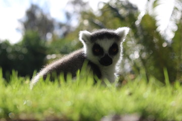 Fototapeta premium Lemure