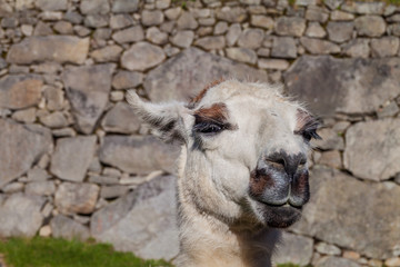 Obraz premium Friendly lama at Machu Picchu ruins, Peru