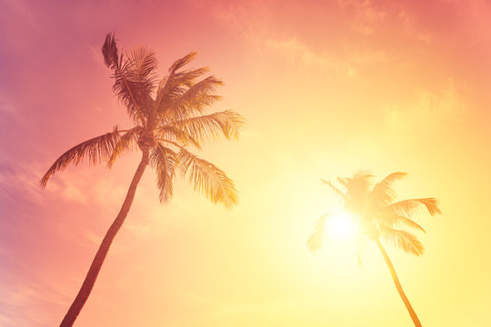 Fototapeta Tropical sunset sky with palm trees, hot summer day
