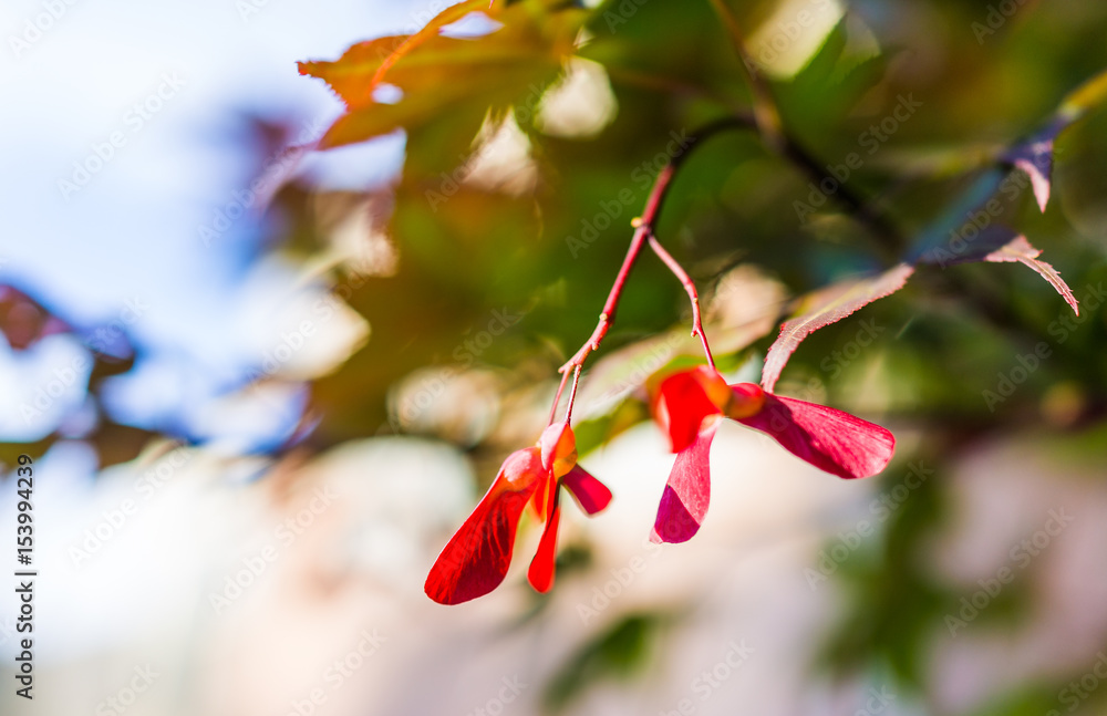 Wall mural macro closeup of red maple wing flowers with bokeh focus in sunlight