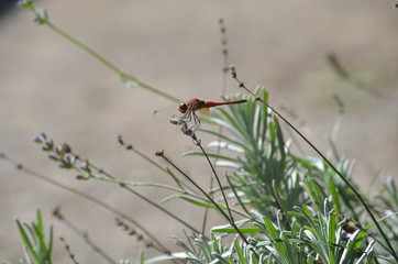 libellule