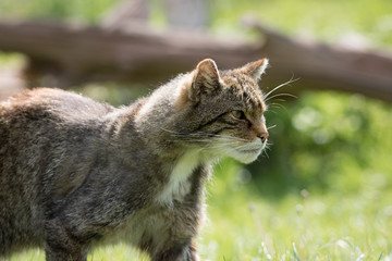 Naklejka na ściany i meble British Wild Cat approaching prey during a hunt