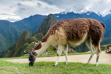 Lama at Machu Picchu ruins, Peru