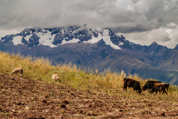 Sheep and cows at the pasture near Maras village, Peru