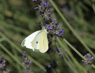 Una farfalla su fiore di lavanda