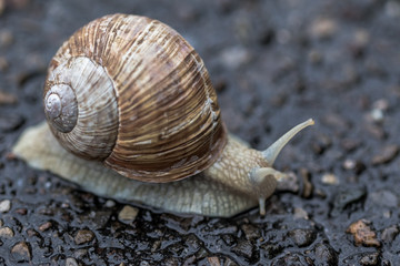 snail