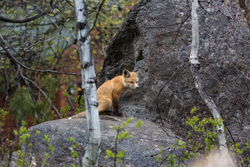 Young red fox sitting on granite boulder