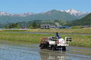 Fototapeta premium 田植え