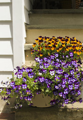 Flowers on the front steps go a house