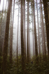 Forest shrouded in fog