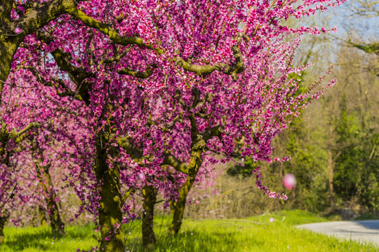 Peach trees filled with pink flowers in a garden