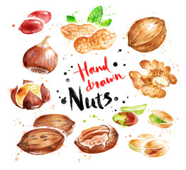 Watercolor collection of nuts