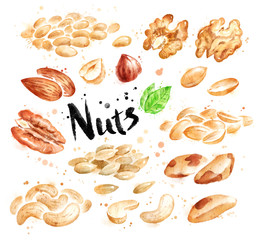 Watercolor set of peeled nuts