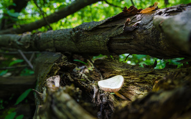 Obraz premium The mushroom grows on a broken branch in the shade. High humidity