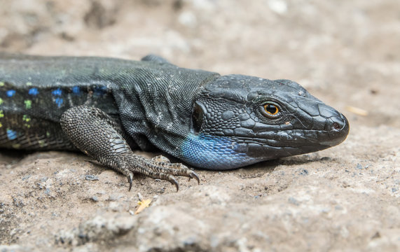 Tizon Lizard head detail in La Palma, Canary Islands