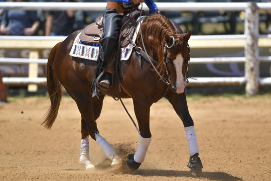 A front view of a rider gallops on horseback on the sandy field