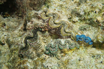 Colorful marine bivalve molluscs underwater, maxima clam, Tridacna maxima, Pacific ocean, Bora Bora, French polynesia